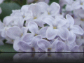 White Blossom.jpg